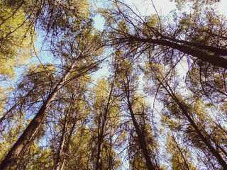 Obraz premium Forest park