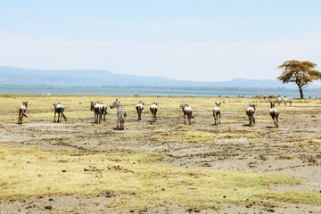 Fototapeta na wymiar Wildebeest and Zebras grazing on Crescent Island Wildlife Sanctuary at Lake Naivasha in Kenya, Africa.