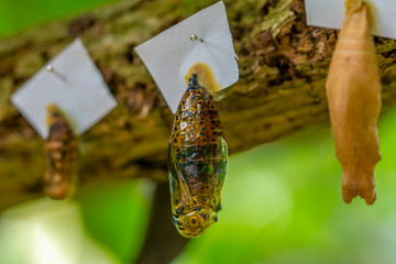 Butterflies farm. Sign In Different butterflies chrysalis on a branch - Stock Image