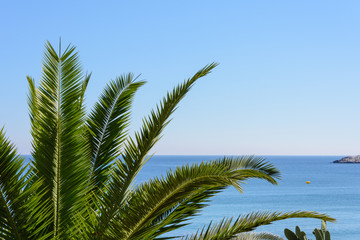 Obraz na płótnie Canvas green branches of a palm tree on a cliff against the blue sky and the Mediterranean sea