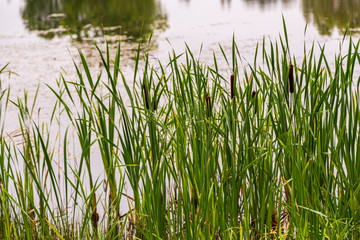 green grass in the pond