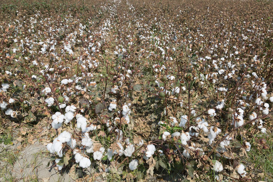 Field of  cotton bolls on branch