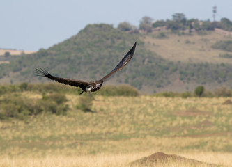 The lappet-faced vulture flying at Masai Mara grassland, Kenya