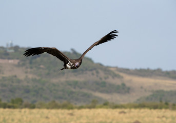 The lappet-faced vulture flying at Masai Mara grassland, Kenya