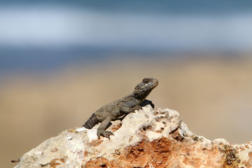 lizard sitting on a stone on the shores of the Mediterranean Sea in northern Israel and basking in the sun