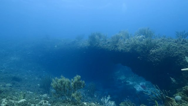 Seascape of coral reef in Caribbean Sea around Curacao with Tarpon fish, coral and sponge