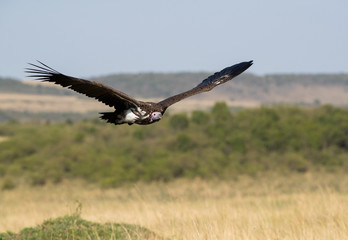 The lappet-faced vulture flying at Masai Mara grassland, Kenya