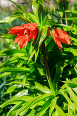 Orange crown imperial lily flowers (fritiallaria imperialis) in garden