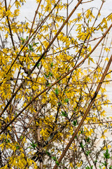Yellow blossoming forsythia bush in a garden