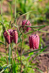 Snakes head fritillary (Fritillaria meleagris) in a garden