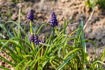 Blue grape hyacinth (Muscari) flower in garden