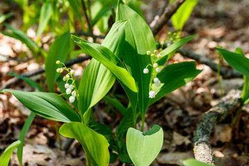Lily of the valley (Convallaria majalis) white flowers in forest at spring