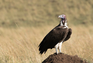 Closeup of a lappet-faced vulture, Masai Mara