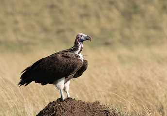 Closeup of a lappet-faced vulture, Masai Mara