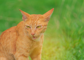 Naklejka na ściany i meble Cute brown cat for a walk on the green lawn in summer.