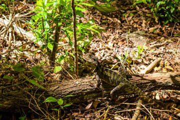 Iguana camouflaged among the leaves