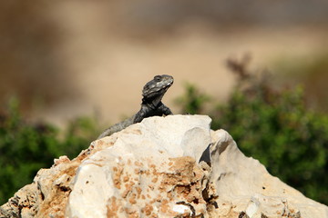 lizard sitting on a stone on the shores of the Mediterranean Sea in northern Israel and basking in the sun