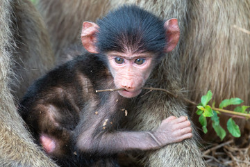Baby baboon sitting in the safety of its mother and play with a stick