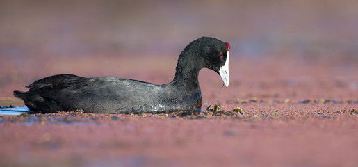 One Red Knobbed Coot looking fish for the chicks at a nest