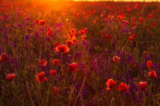 Poppy field at sunset, warm light © ursaminor