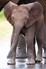 Small elephant calf walking alongside its mother through the bush