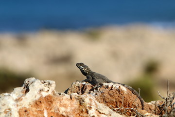 lizard sitting on a stone on the shores of the Mediterranean Sea in northern Israel and basking in the sun