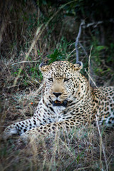 Fototapeta na wymiar Leopard resting in the shade of a bush in the Masai Mara National Reserve in Kenya, Africa.