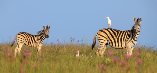 Zebra mare and foal walking away over a ridge with an egret