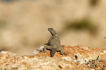 lizard sitting on a stone on the shores of the Mediterranean Sea in northern Israel and basking in the sun