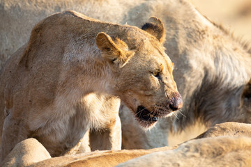 Angry and hungry lioness feed on the carcass of dead rhino