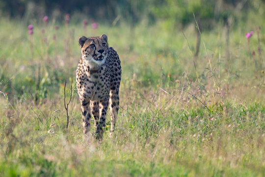 Lone Cheetah stalking its prey through long grass of a veldt