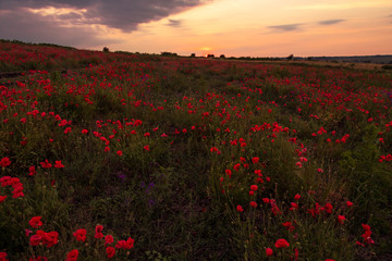 Plakat Poppy field at sunset, warm light