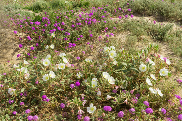 Desert sand verbena, or Hairy sand Verbena and California evening Primros wildflower at Anza Borrego Desert State Park, CA, USA