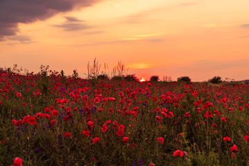 Fototapeta na wymiar Poppy field at sunset, warm light