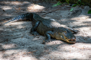 Large Florida / Georgia Alligator in the Okefenokee State Park. 
