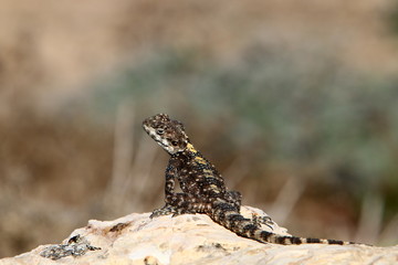 lizard sitting on a stone on the shores of the Mediterranean Sea in northern Israel and basking in the sun