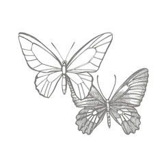 Butterflies silhouettes. Butterfly icons isolated on white background. Graphic illustration