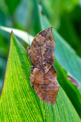 Dead leaf butterfly , Kallima inachus, aka Indian leafwing, standing wings folded on a bamboo branch, dead leaf imitation.