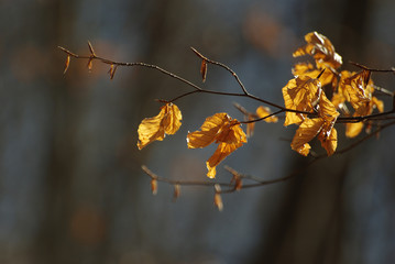 Dead leaves on a tree branch in autumn