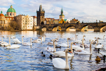 Ducks and swans swim in the Vltava river against the background of the Charles Bridge, spring Prague