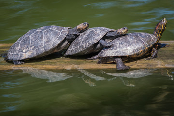 Obraz premium Tortugas