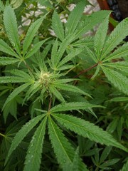 Naklejka na ściany i meble Marijuana plant, growing outside during summer.