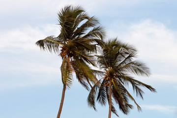 Fototapeta na wymiar Coconut tree near a beach