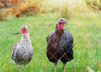 Portrait of two turkeys on a background of nature. The concept of poultry farming. Selective focus.