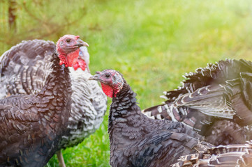 Turkey breeding farm. A flock of turkeys on a farm. Selective focus. Close up.