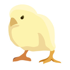 yellow chick realistic vector illustration