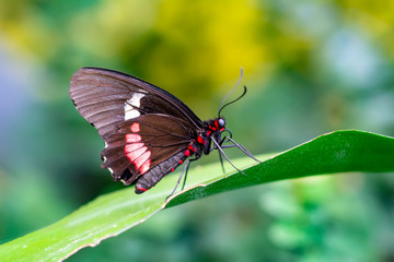 Naklejka na ściany i meble Closeup Common Mormon, Papilio polytes, beautiful butterfly in a summer garden