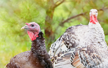 Portrait of two turkeys on a background of nature. The concept of poultry farming. Selective focus.