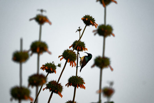 klip dagga and Souimanga Sunbird over the branch