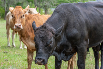 Angry brown and black bulls in field.